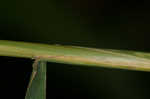 Tall oatgrass